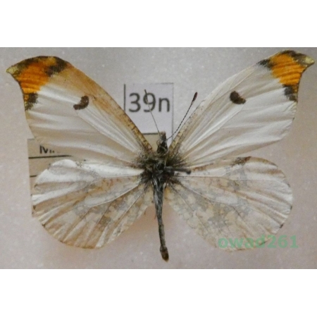 Midea scolymus Butler, 1866 Russia39n